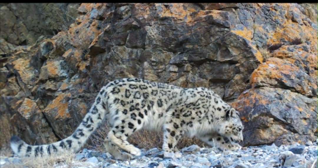 Snow Leopard